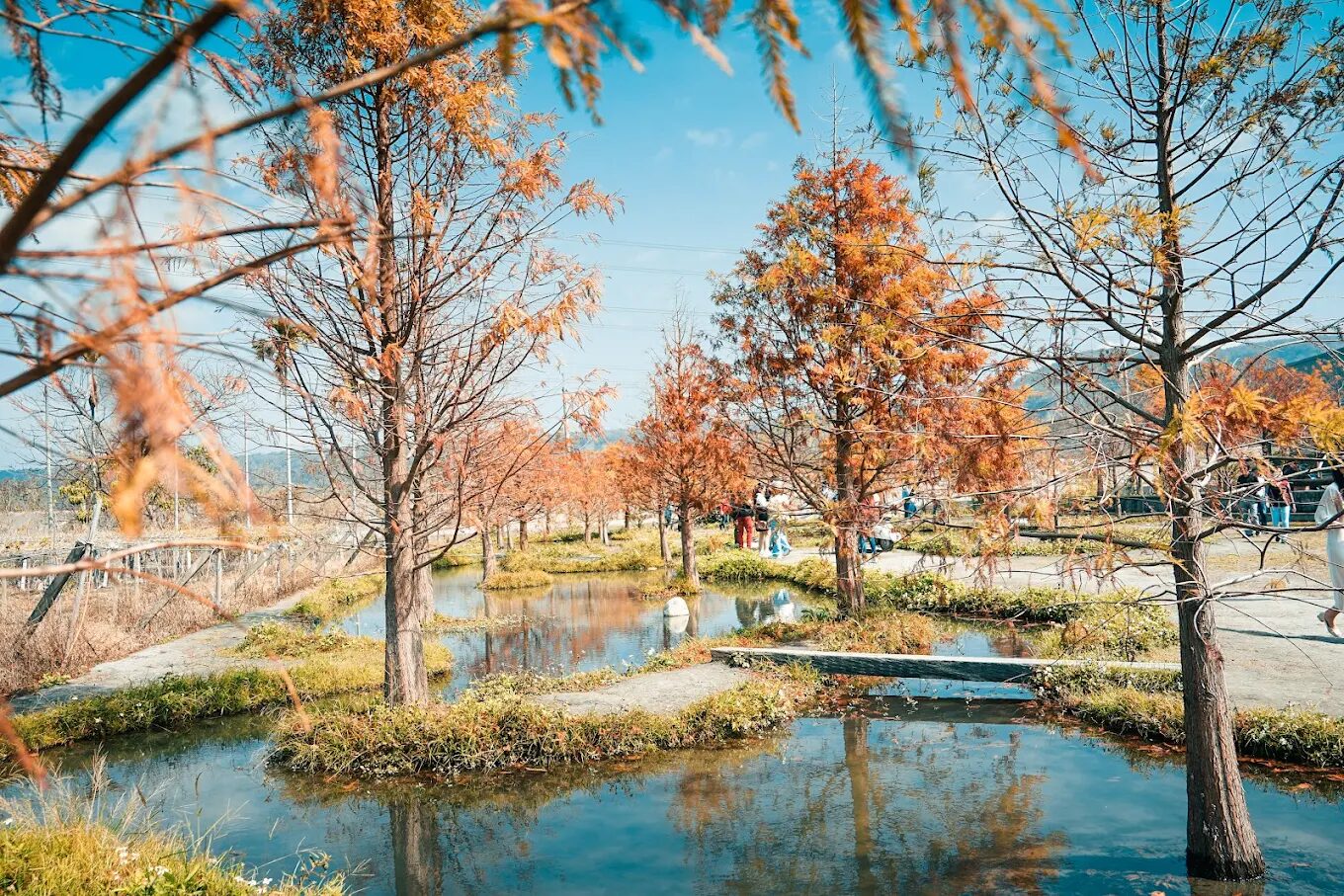 泰安落羽松最佳觀賞時間指南：探索四季之美