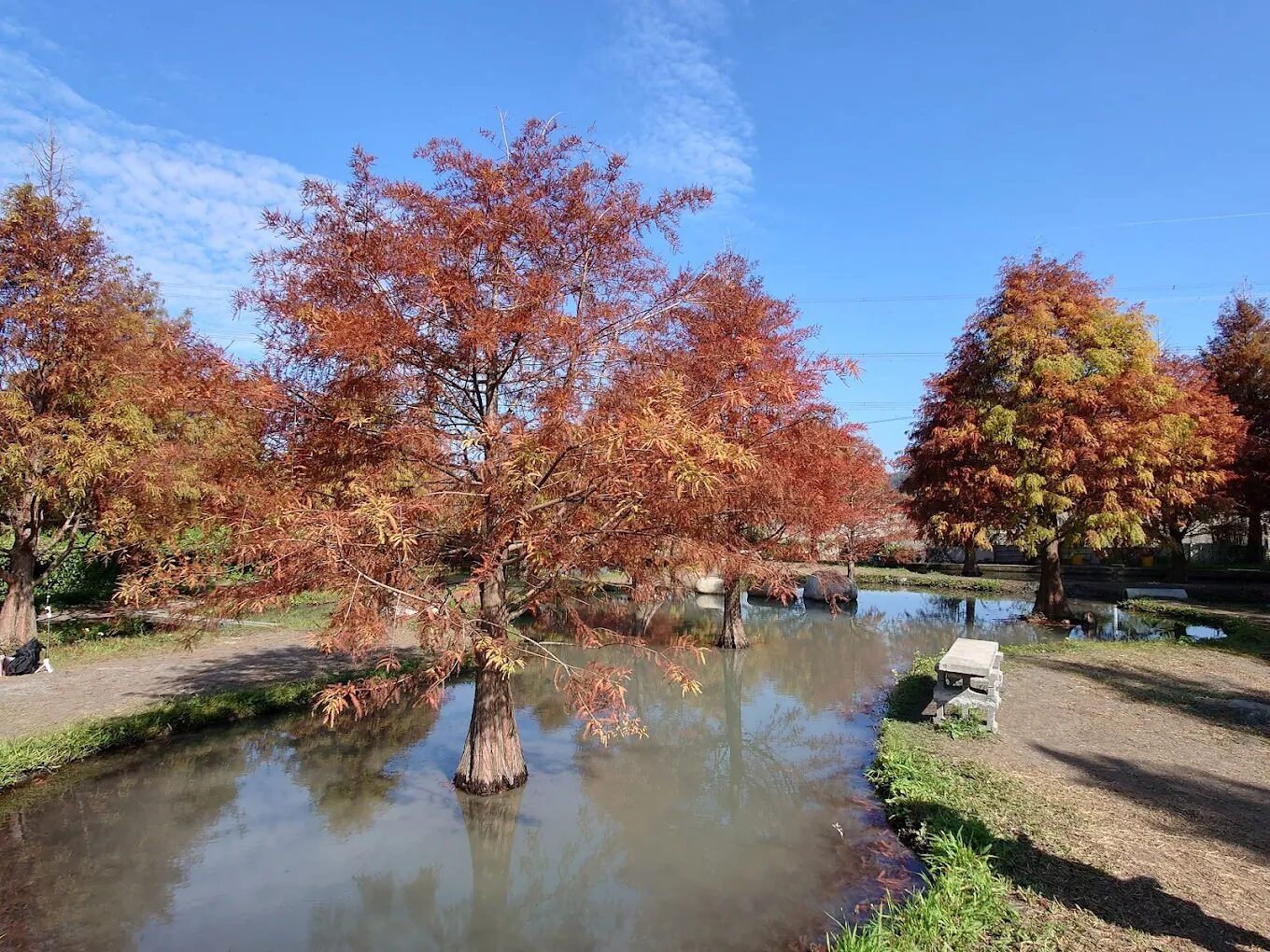 泰安落羽松最佳觀賞時間指南：探索四季之美