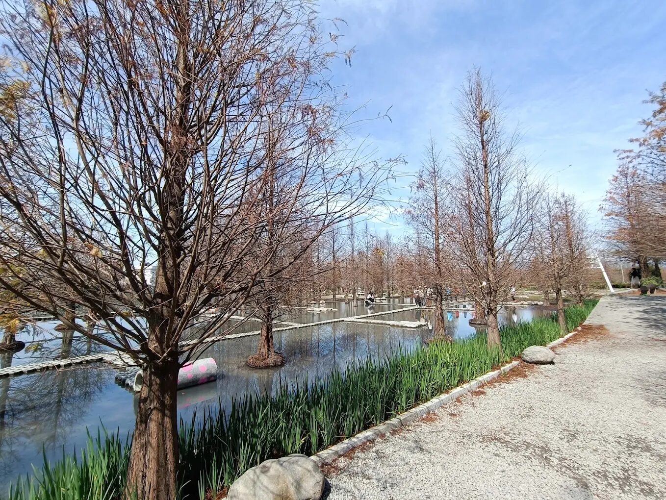 泰安落羽松最佳觀賞時間指南：探索四季之美