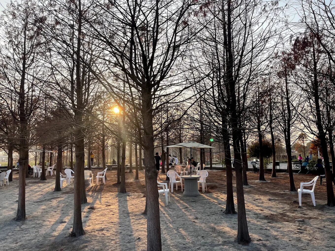 泰安落羽松最佳觀賞時間指南：探索四季之美