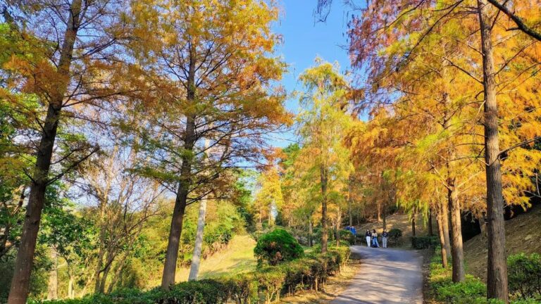 泰安落羽松最佳觀賞時間指南：探索四季之美