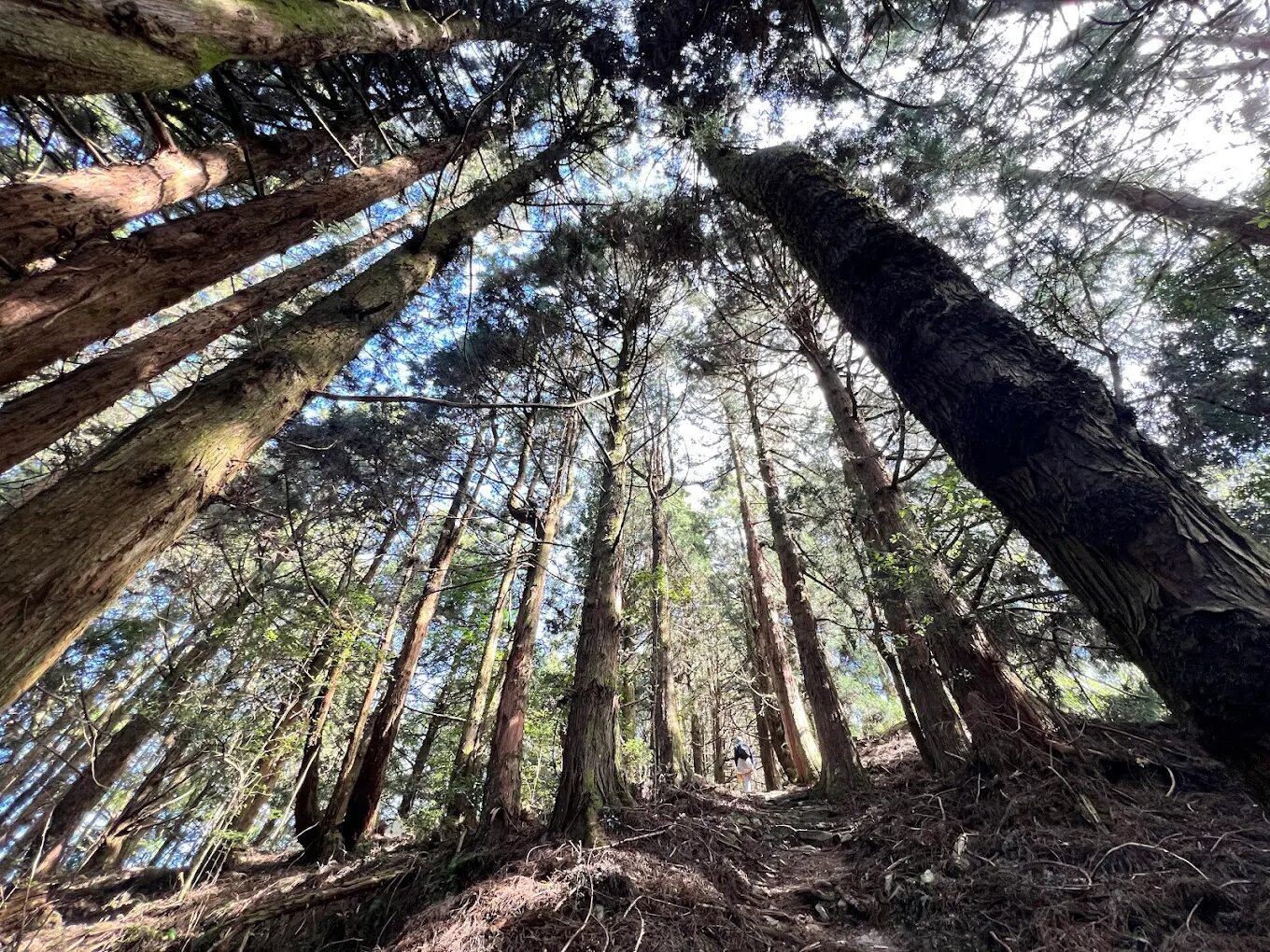 谷關七雄絕美景點:不可錯過的自然秘境