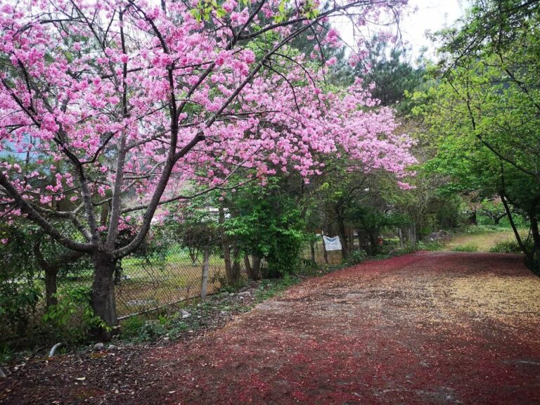 谷關七雄絕美景點：不可錯過的自然秘境