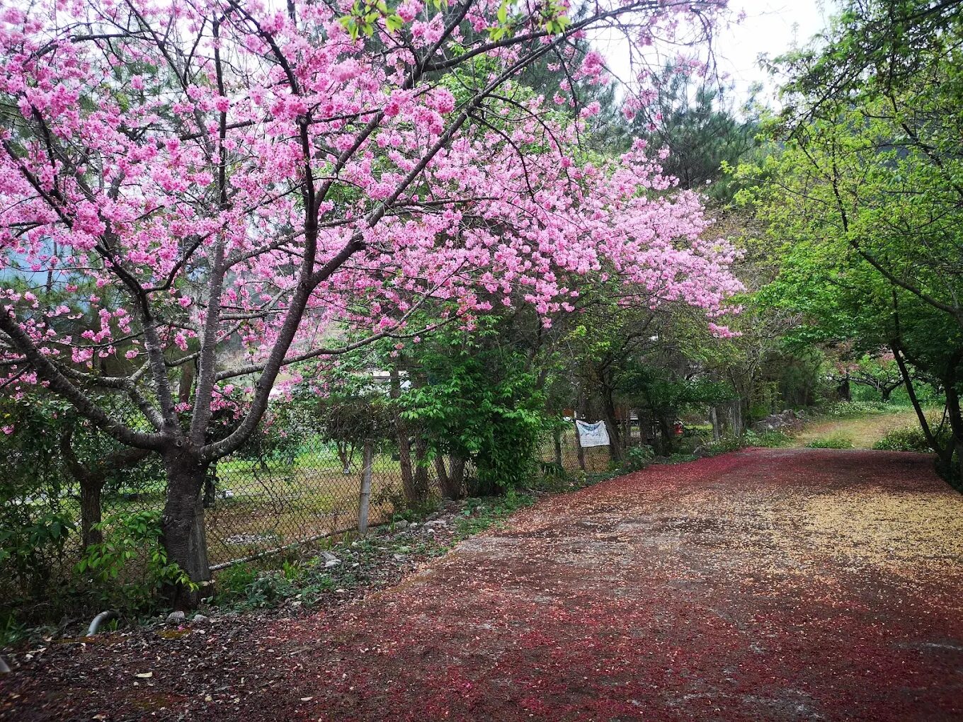 谷關七雄絕美景點：不可錯過的自然秘境