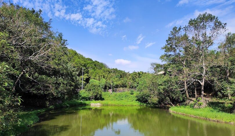 新竹青青草原旅遊攻略：發現隱藏的自然瑰寶