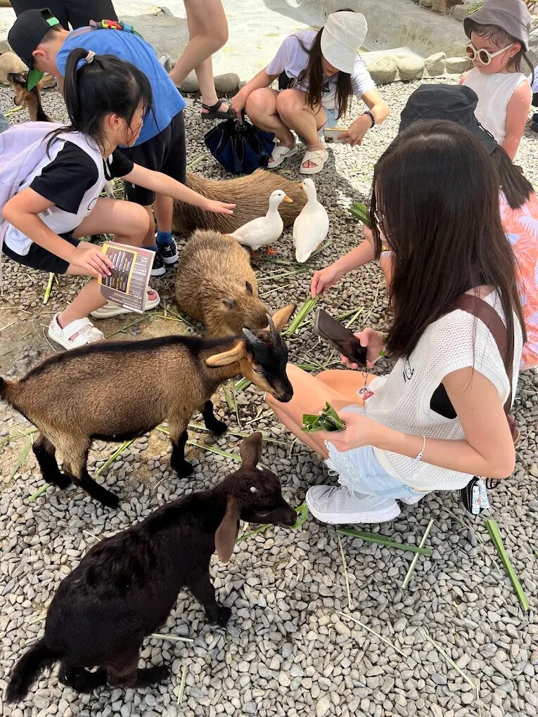 墾丁鹿ㄦ島水豚生態園區評論：水豚互動體驗的完全指南