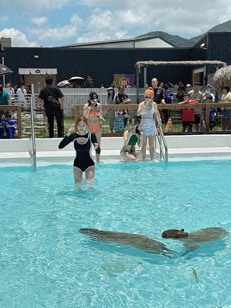 墾丁鹿ㄦ島水豚生態園區評論：水豚互動體驗的完全指南