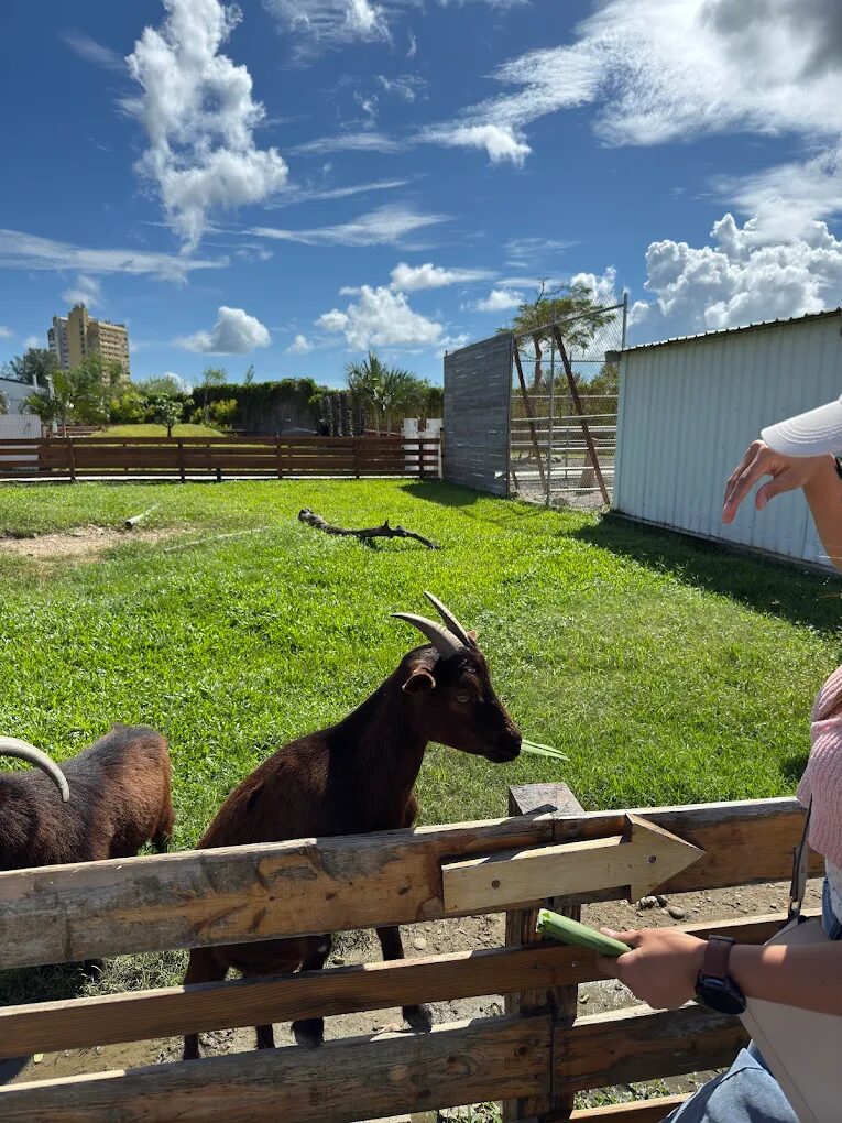 墾丁鹿ㄦ島水豚生態園區評論：水豚互動體驗的完全指南