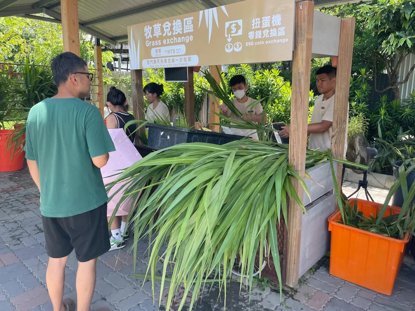 墾丁鹿ㄦ島水豚生態園區評論：水豚互動體驗的完全指南