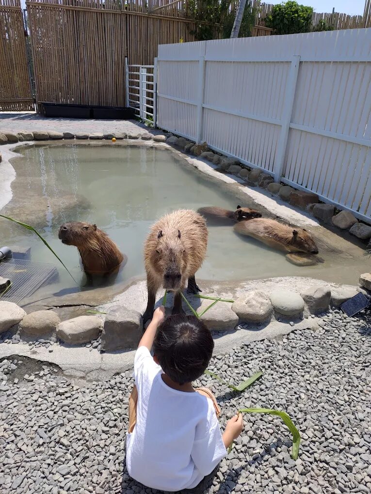 墾丁鹿ㄦ島水豚生態園區評論：水豚互動體驗的完全指南