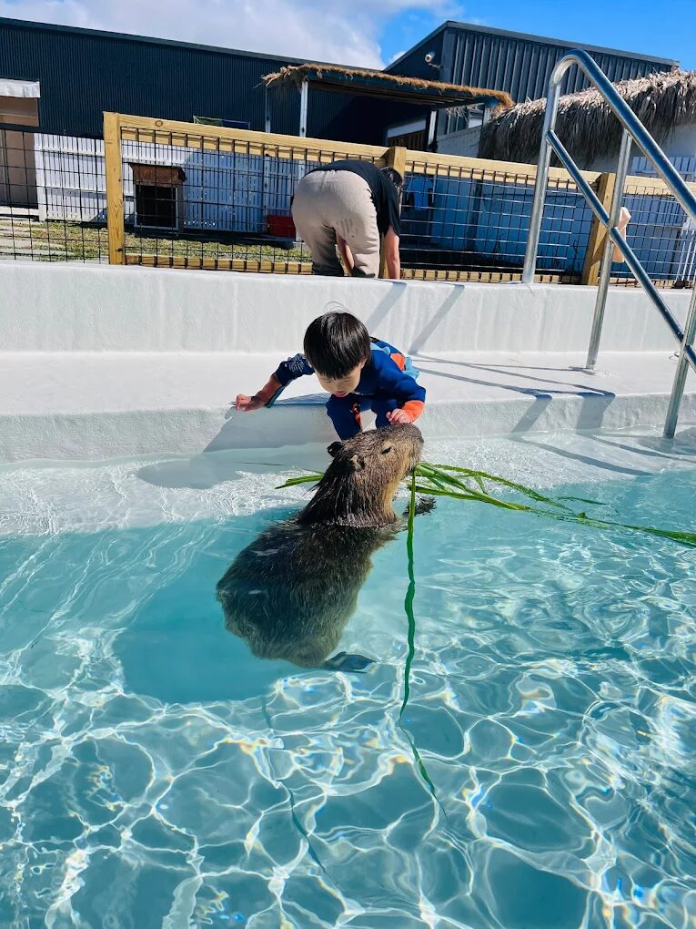 墾丁鹿ㄦ島水豚生態園區評論：水豚互動體驗的完全指南