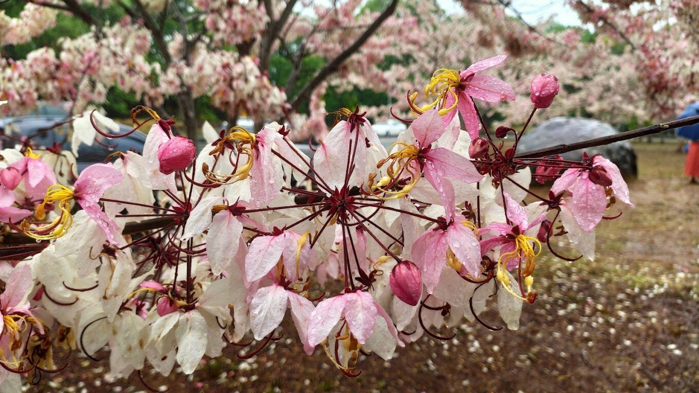 埔里的天氣：四季天氣指南與最佳造訪時機