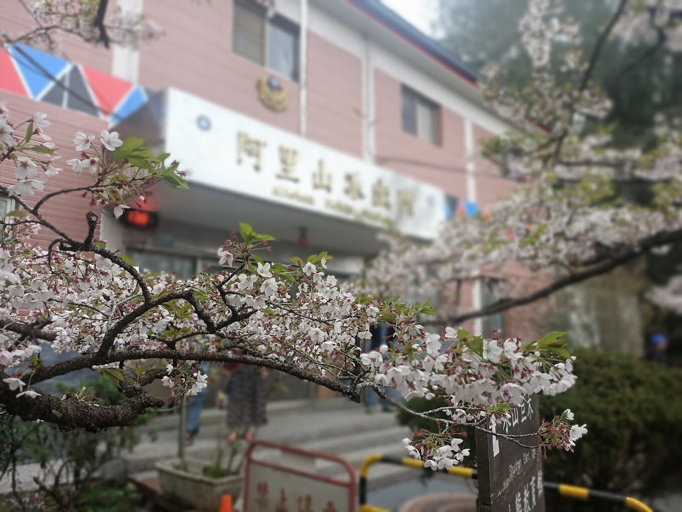 阿里山櫻花季：最佳觀賞時間與拍攝地點指南