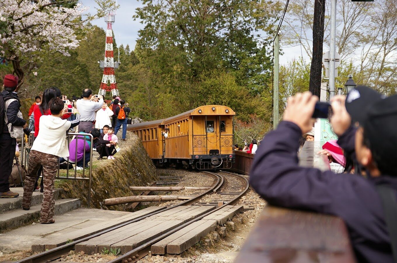 阿里山櫻花季：最佳觀賞時間與拍攝地點指南