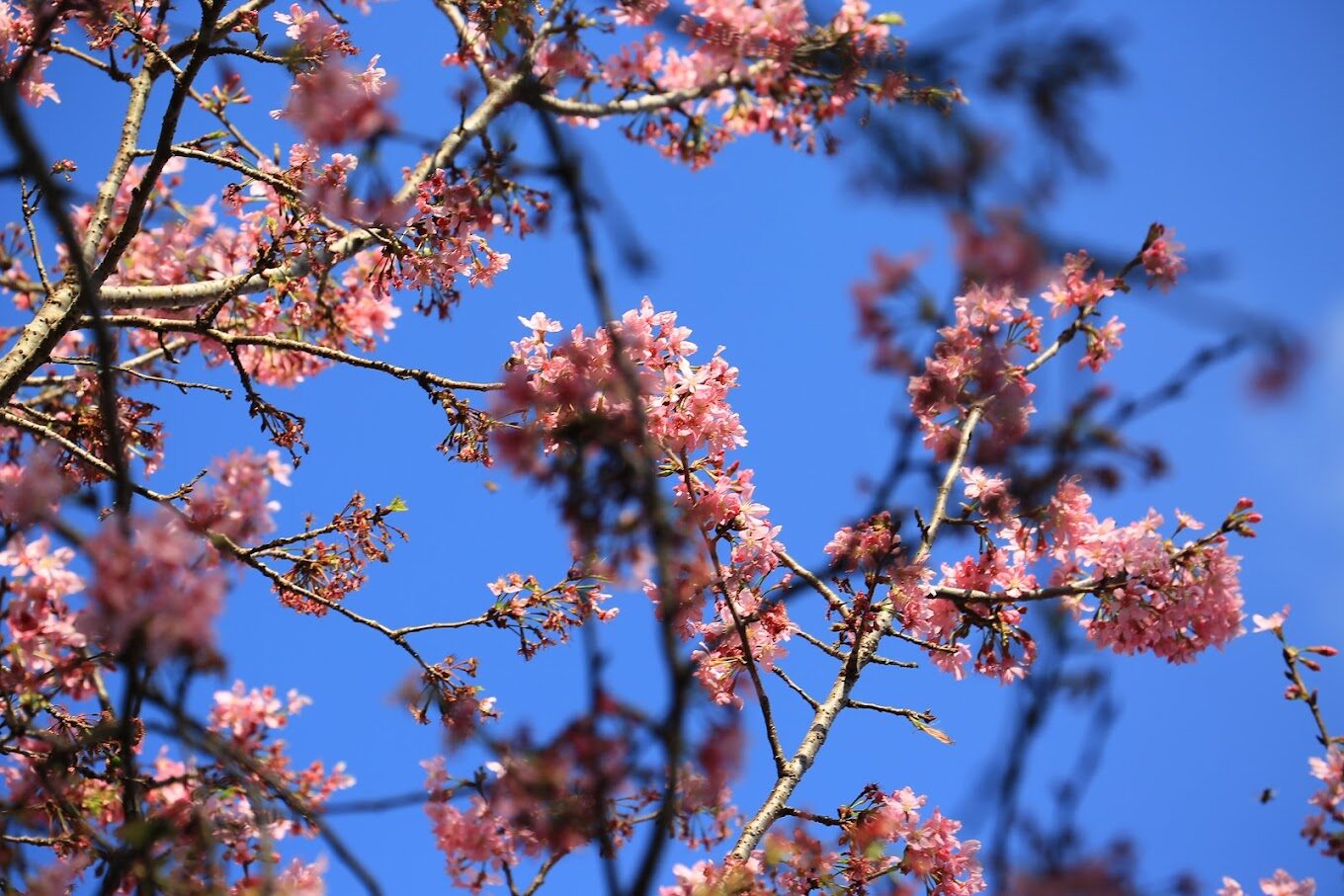 梅嶺風景區四季風光大揭密：抓住最佳旅行時間