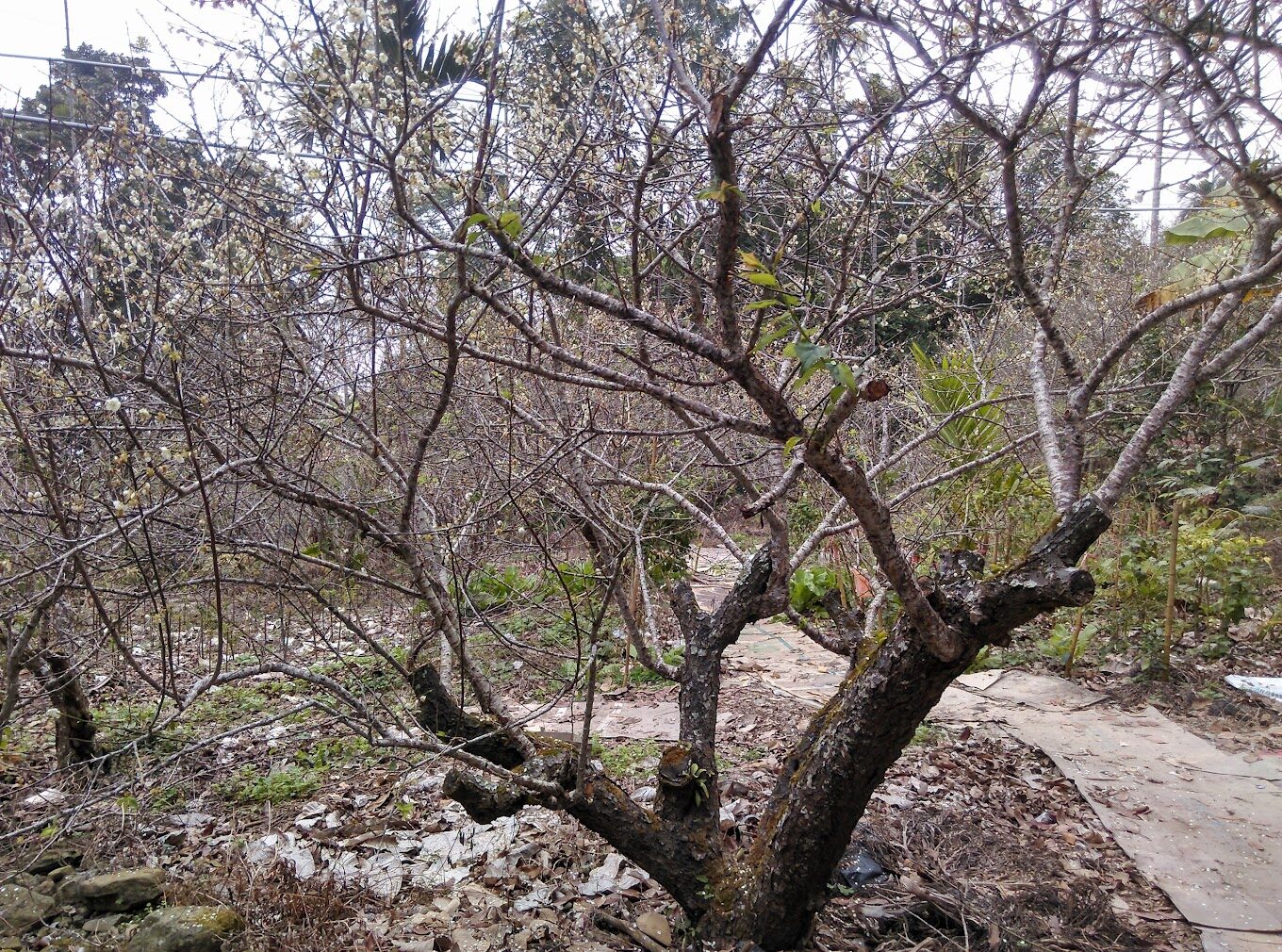 梅嶺風景區四季風光大揭密：抓住最佳旅行時間