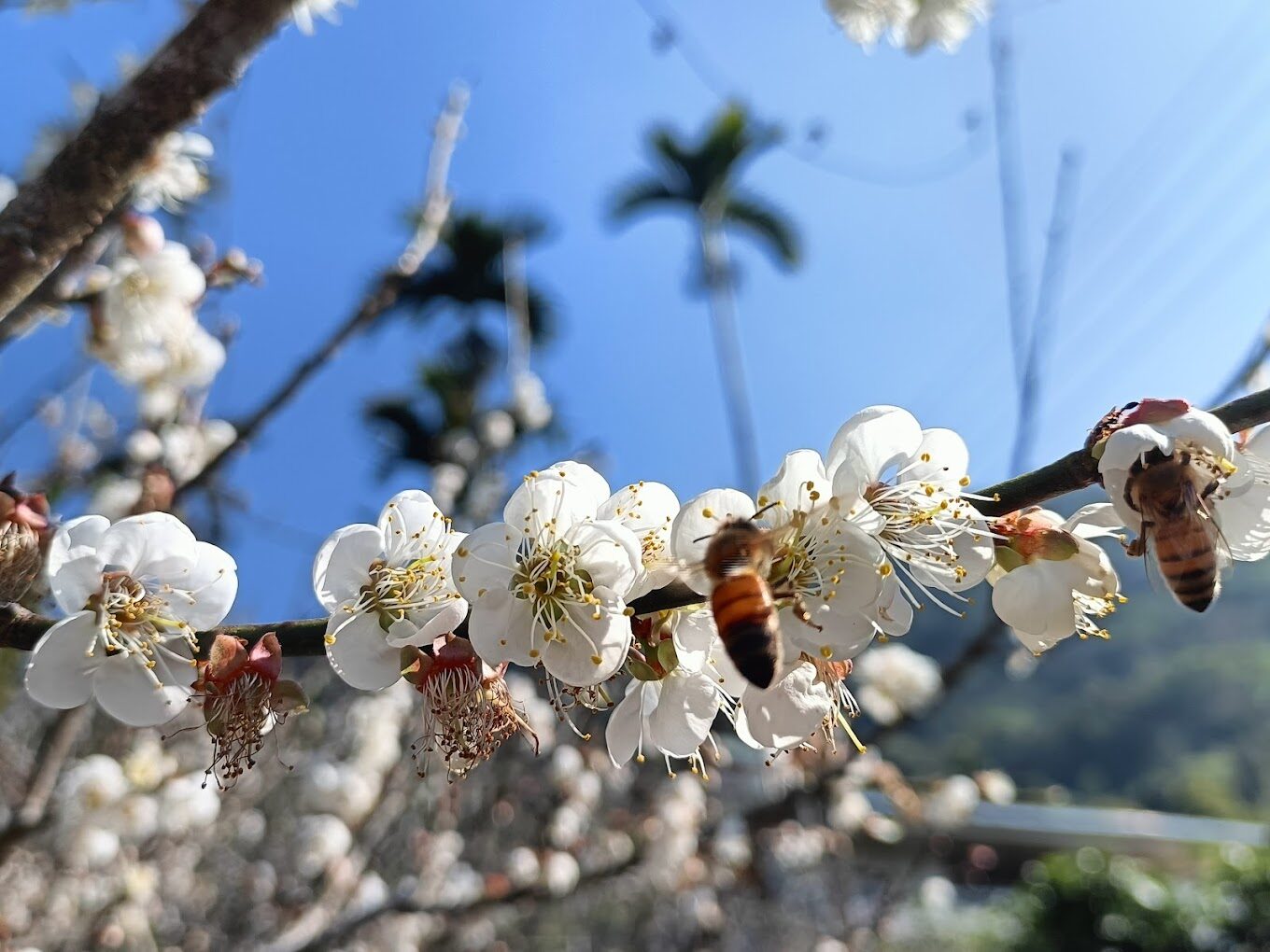 梅嶺風景區四季風光大揭密：抓住最佳旅行時間