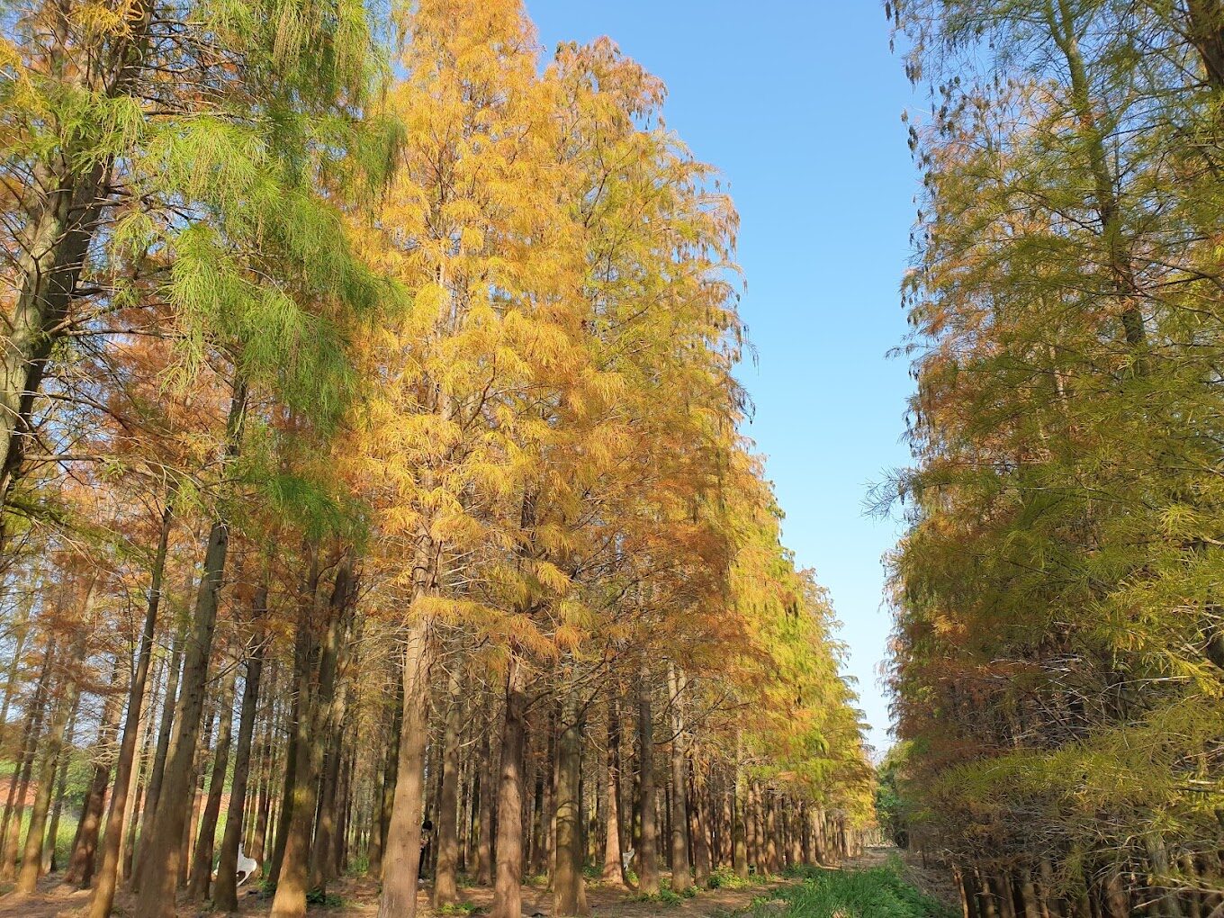 2025落羽松季節觀賞時間及地點