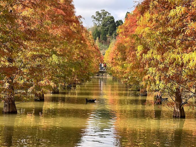 2025落羽松季節觀賞時間及地點