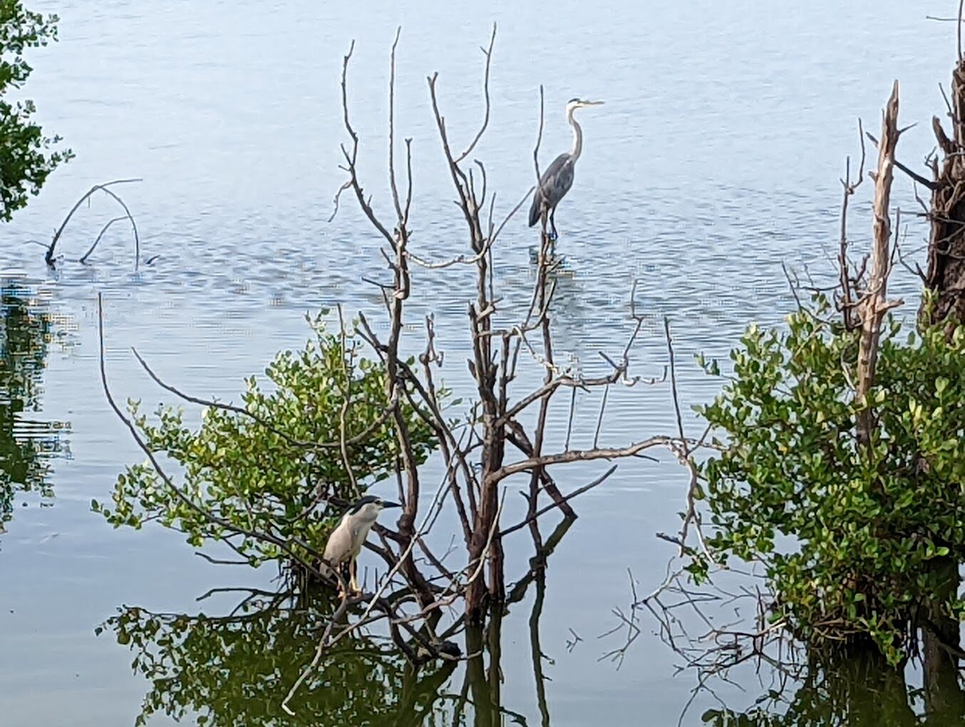 東石烤蚵吃到飽的地道體驗：當地特色與旅遊亮點