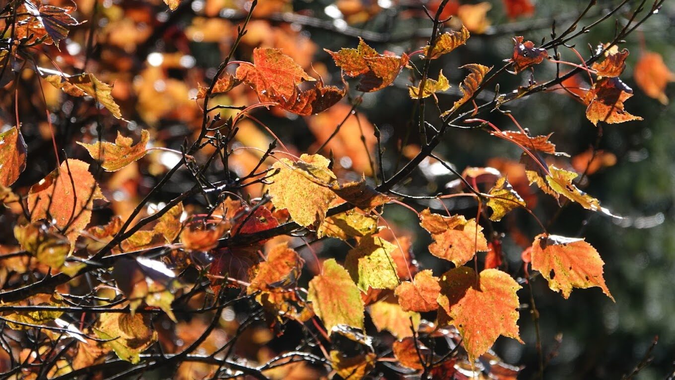 特富野古道自然美景最佳觀賞季節