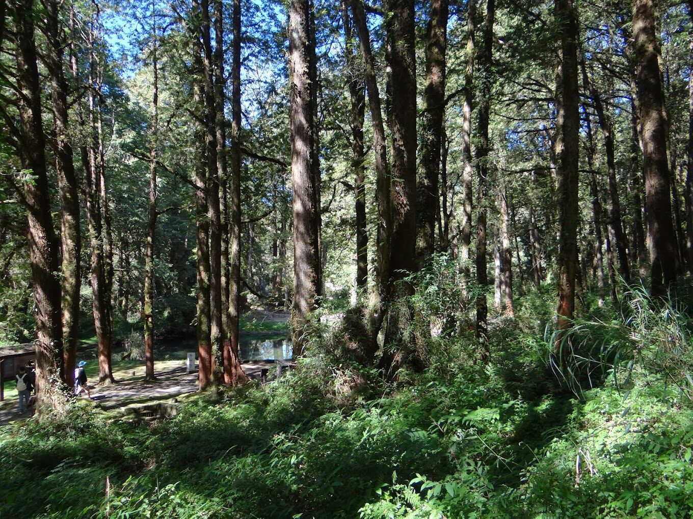 阿里山森林遊樂區必玩活動推薦｜2025年最新景點揭曉