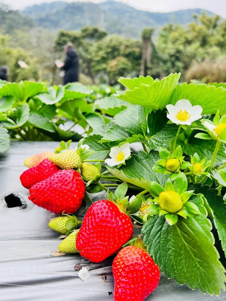 苗栗景點必去推薦｜你絕對不能錯過的迷人景點