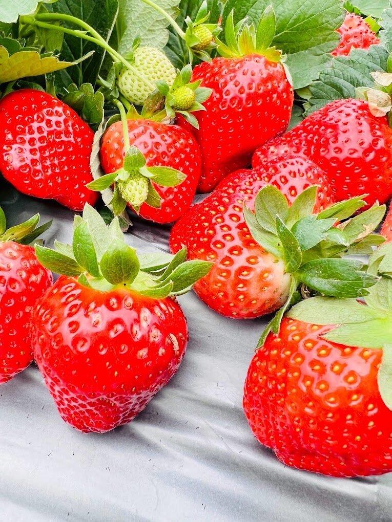 苗栗景點必去推薦｜你絕對不能錯過的迷人景點