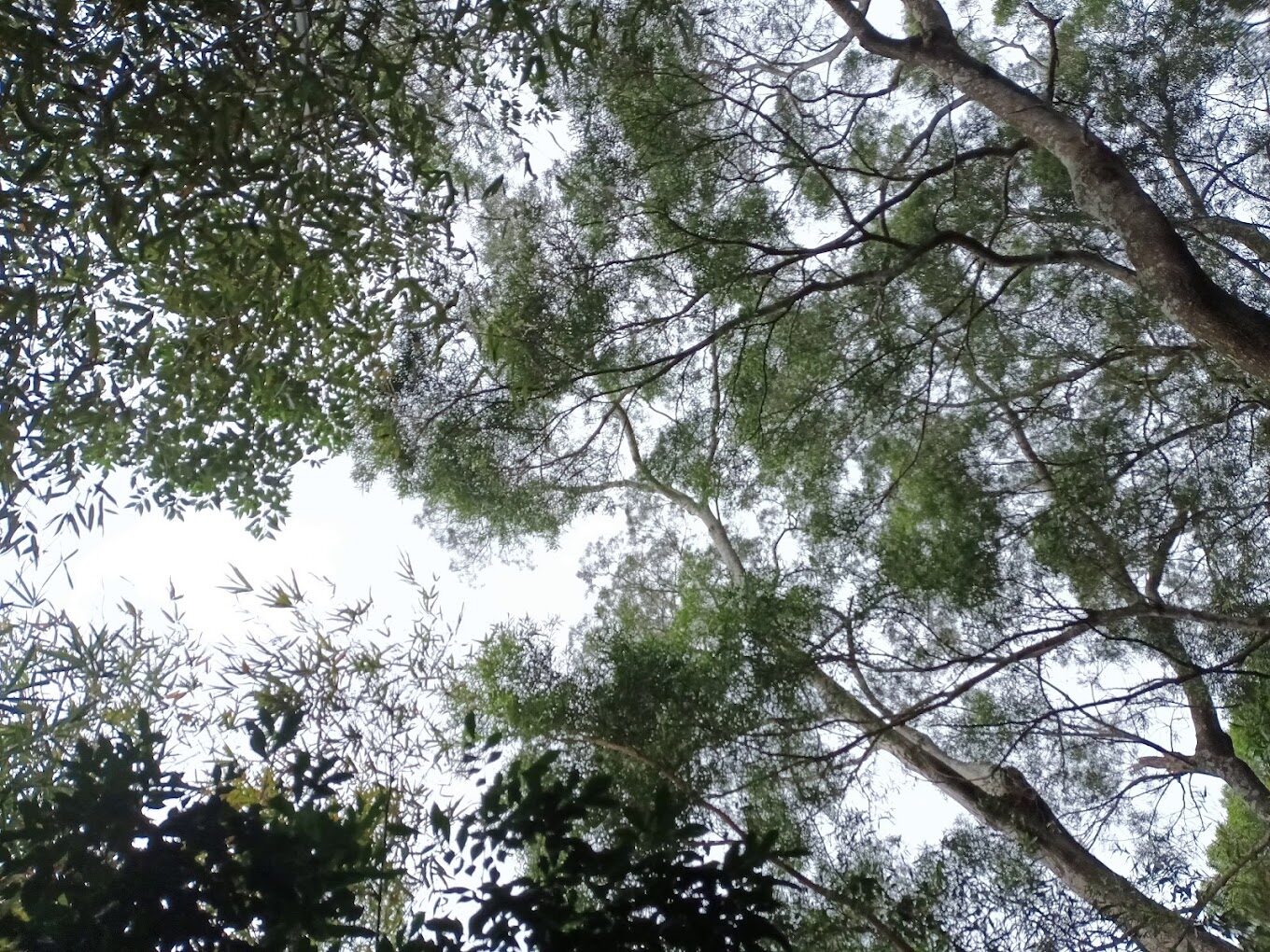 苗栗景點必去推薦｜你絕對不能錯過的迷人景點