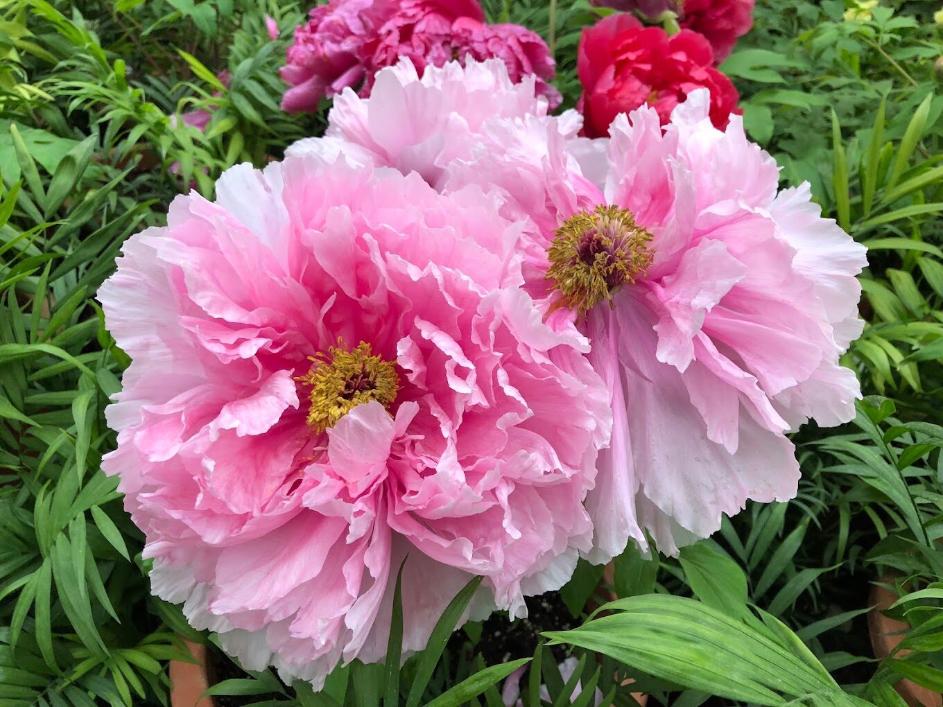 2025年杉林溪花季最佳觀賞時間與秘訣