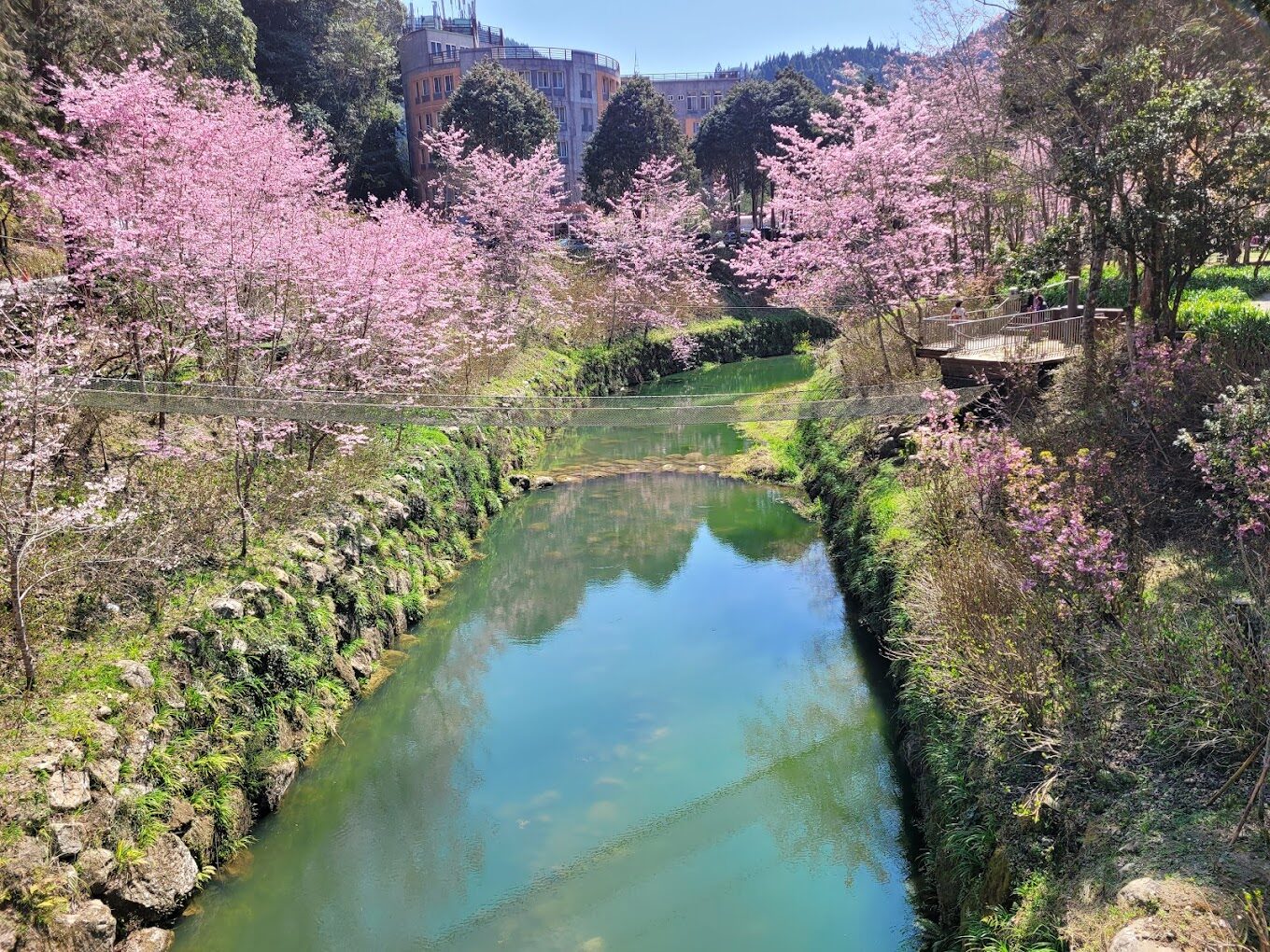 2025年杉林溪花季最佳觀賞時間與秘訣