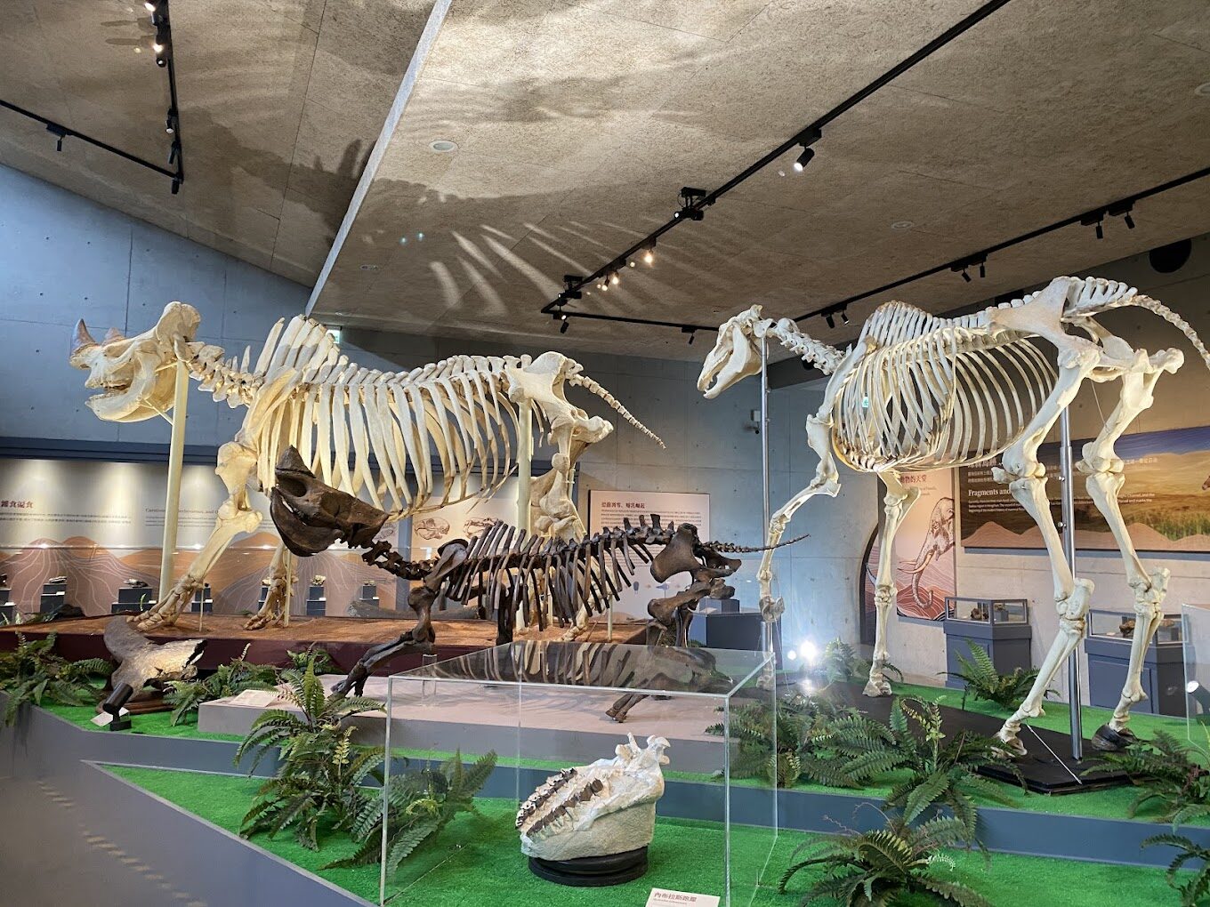 左鎮化石園區導覽：必看的展品和活動介紹