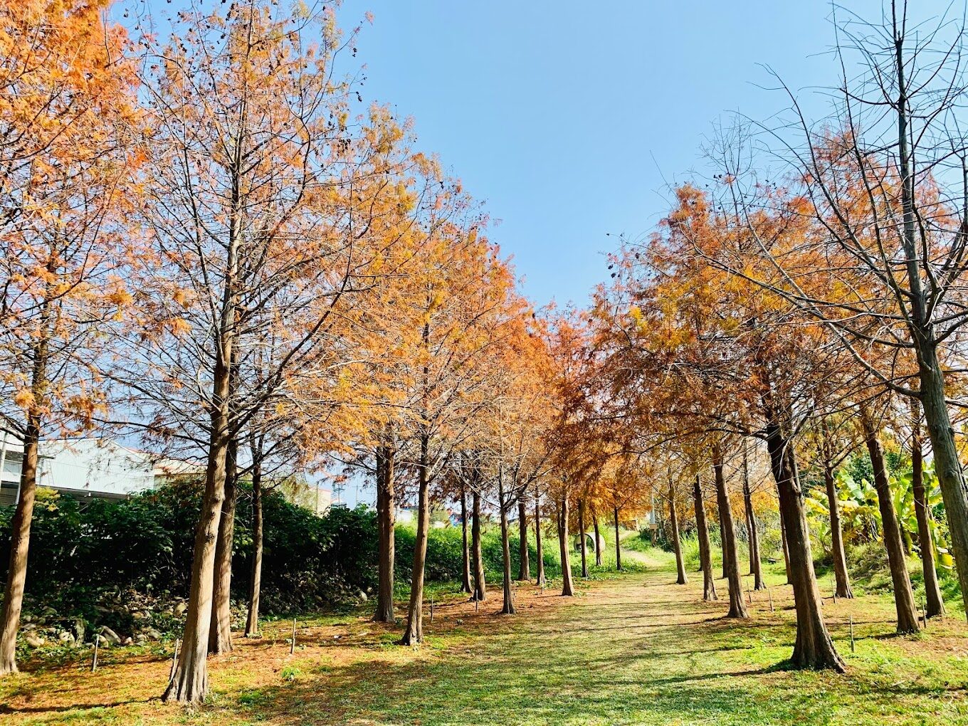 台灣落羽松季節：最佳觀賞時間和地點指南
