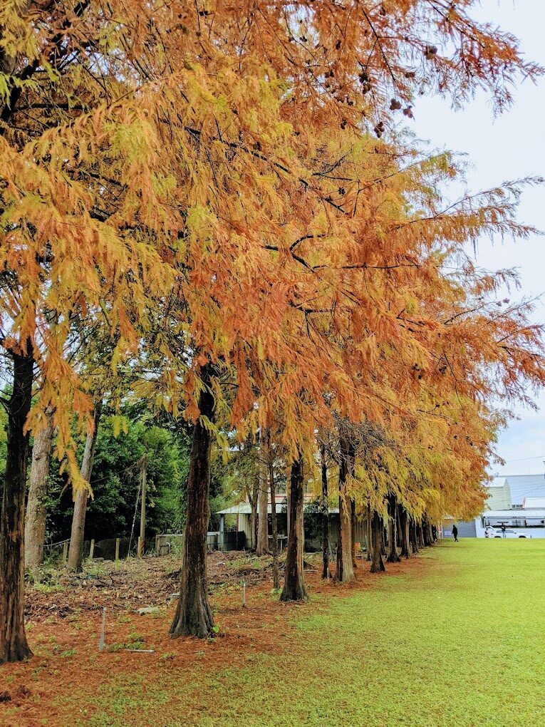 台灣落羽松季節：最佳觀賞時間和地點指南