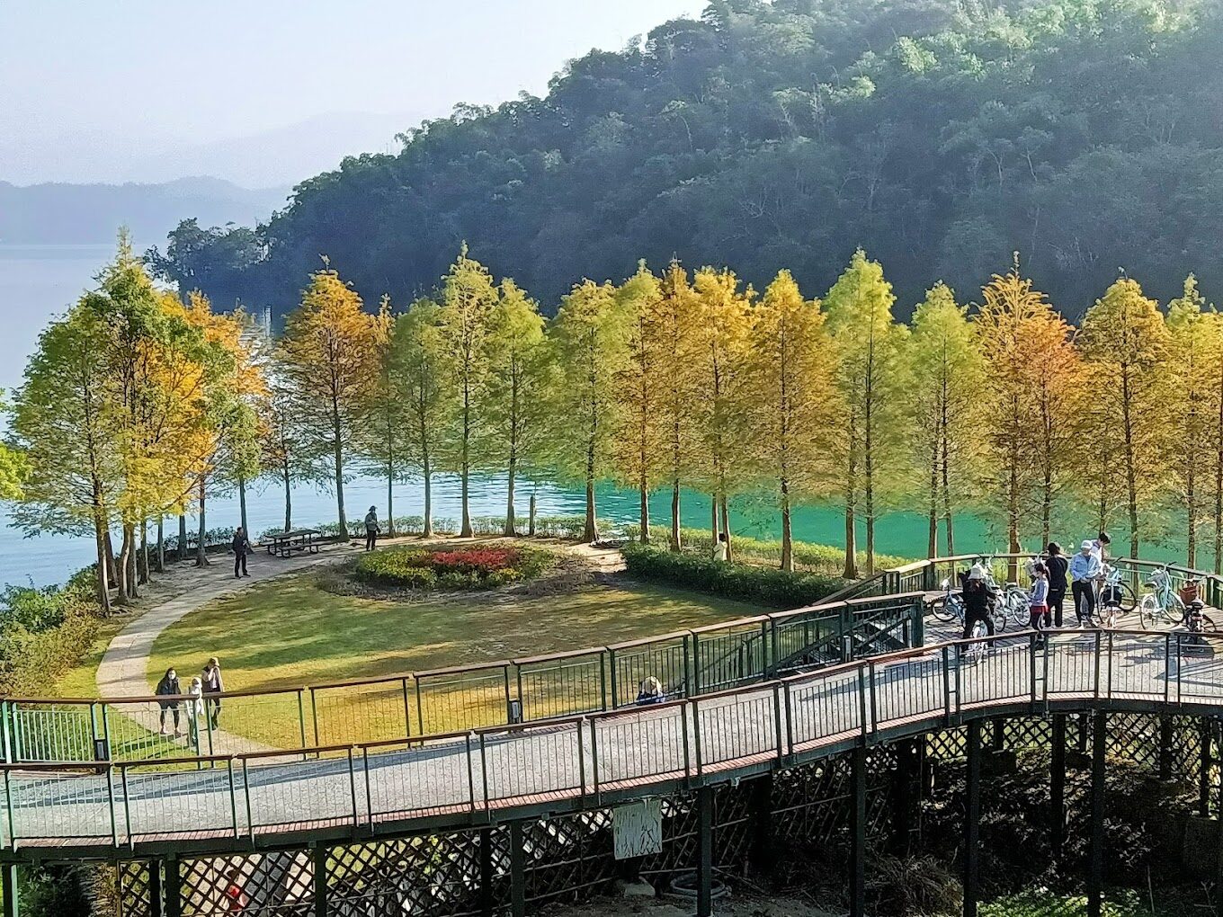 台灣落羽松季節：最佳觀賞時間和地點指南