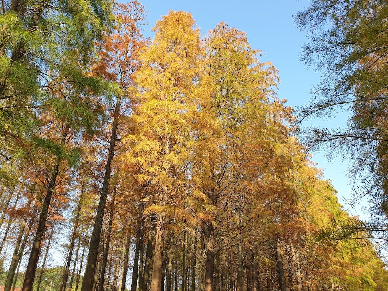 台灣落羽松季節：最佳觀賞時間和地點指南
