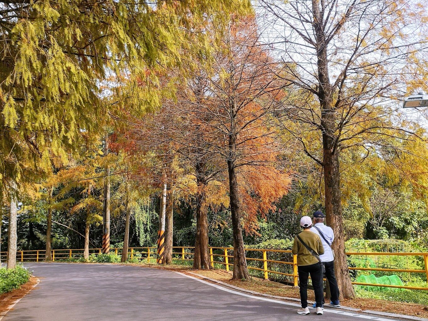 台灣落羽松季節：最佳觀賞時間和地點指南