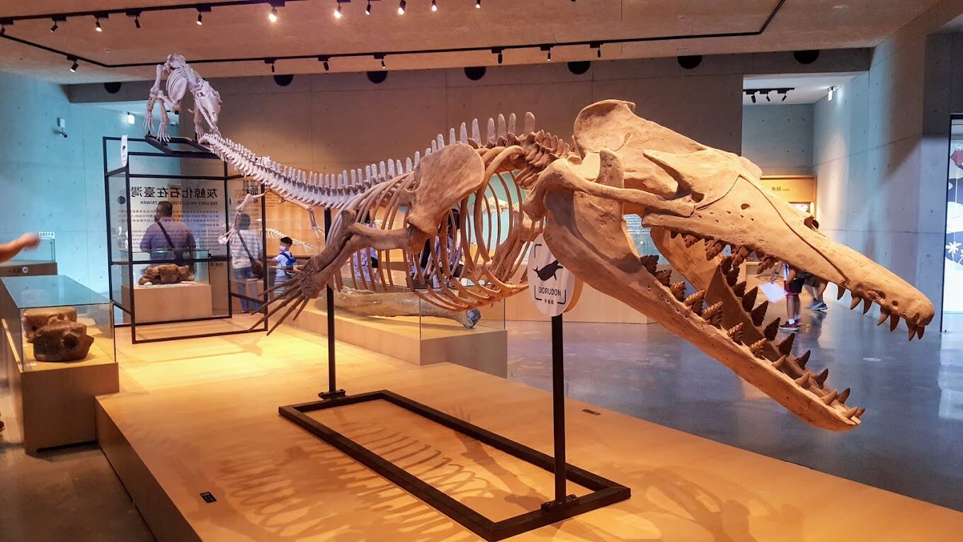 左鎮化石園區導覽：必看的展品和活動介紹