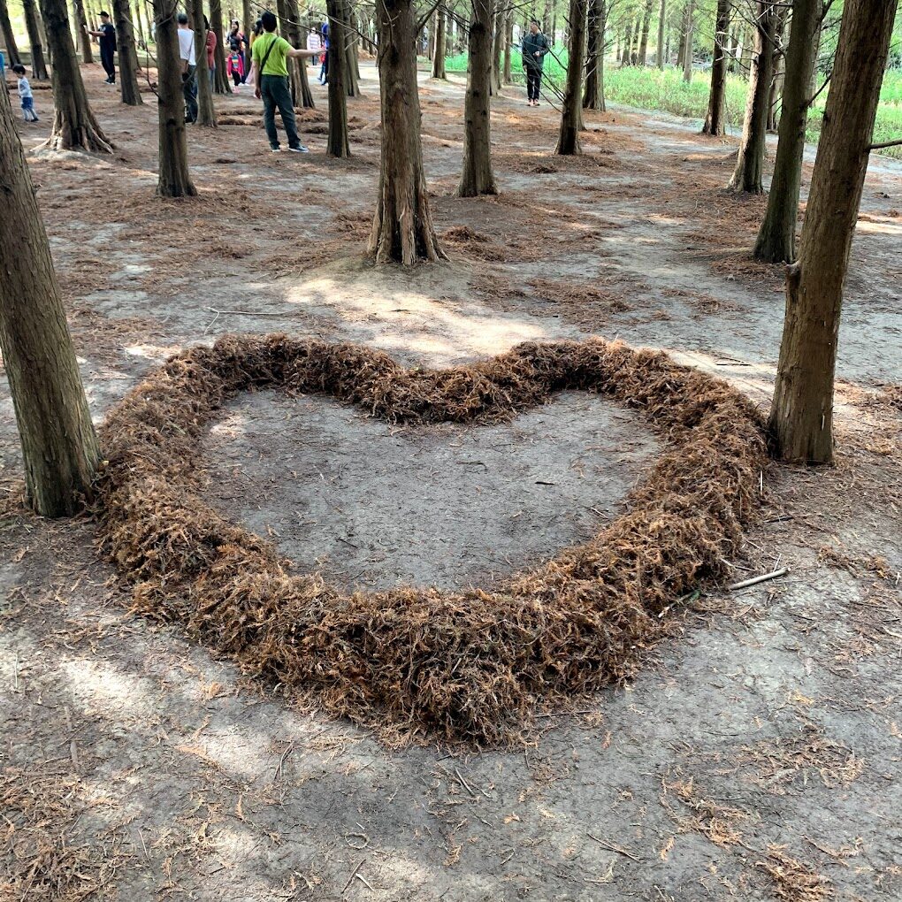 大溪南興落羽松最佳觀賞時節與旅遊技巧