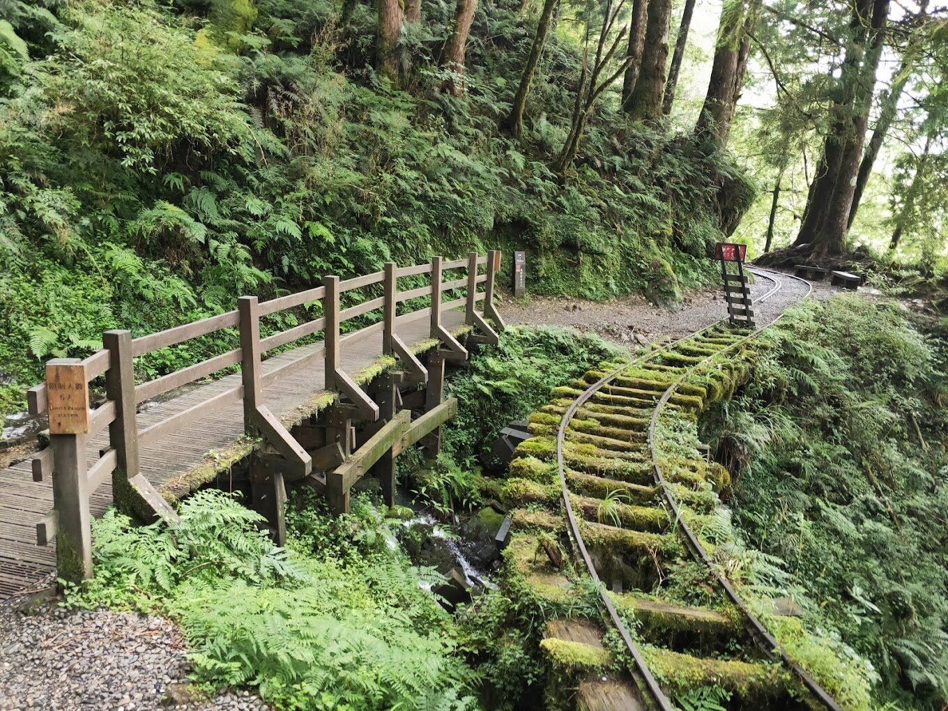 宜蘭必去景點：太平山國家森林遊樂區——自然愛好者的理想目的地