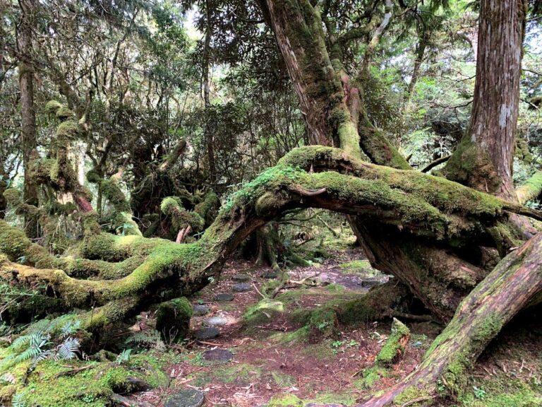 宜蘭必去景點：太平山國家森林遊樂區——自然愛好者的理想目的地