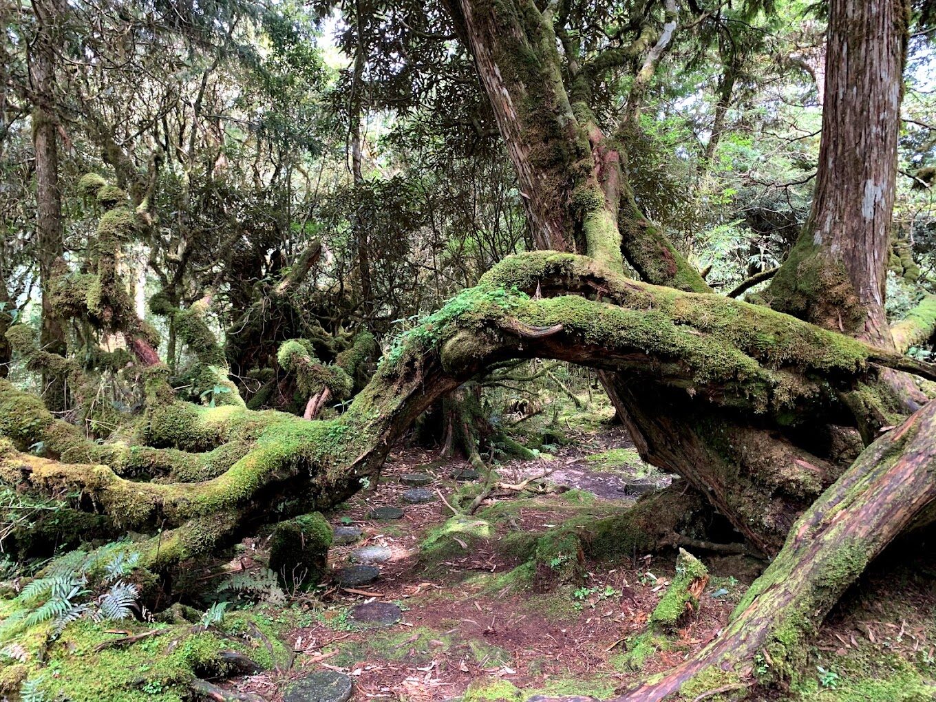 宜蘭必去景點：太平山國家森林遊樂區——自然愛好者的理想目的地