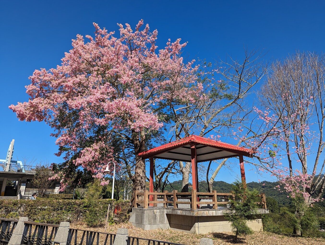 苗栗景點：鯉魚潭賞櫻攻略