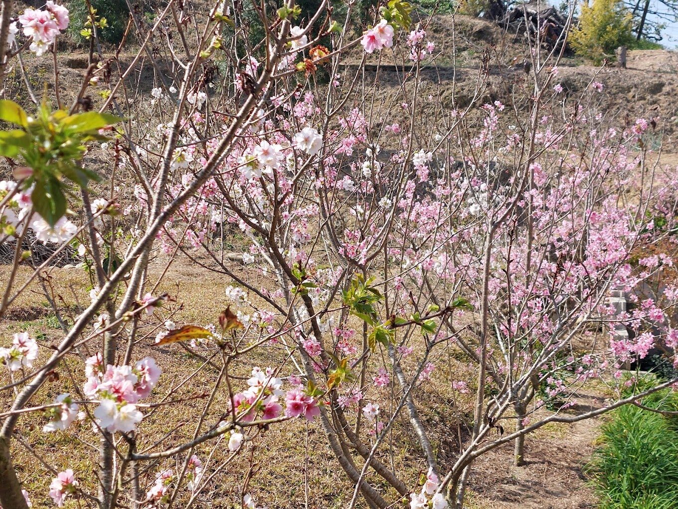 苗栗景點：鯉魚潭賞櫻攻略
