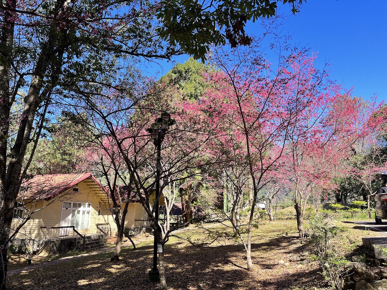 苗栗景點：鯉魚潭賞櫻攻略