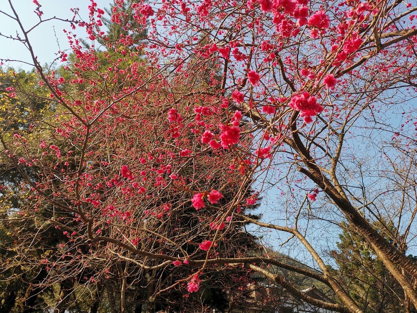 苗栗景點：鯉魚潭賞櫻攻略