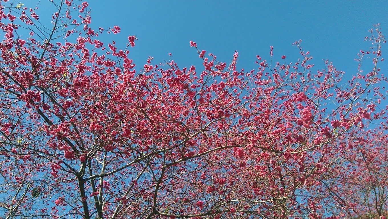 苗栗景點：鯉魚潭賞櫻攻略