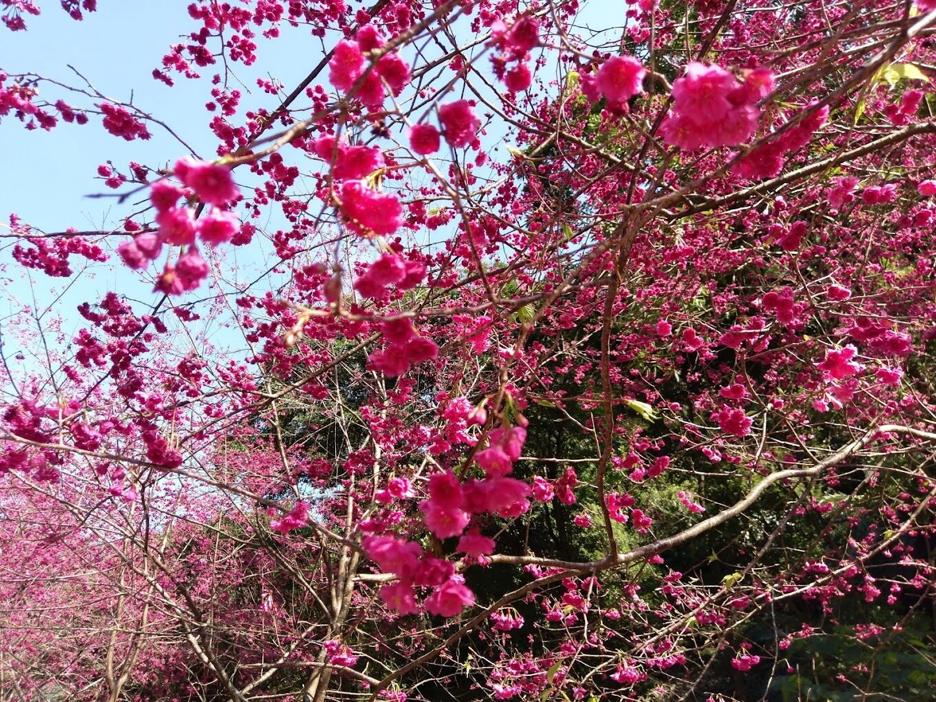 苗栗景點：鯉魚潭賞櫻攻略