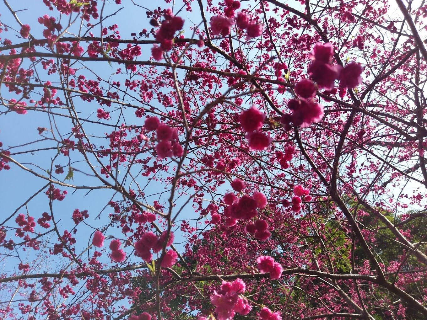 苗栗景點：鯉魚潭賞櫻攻略