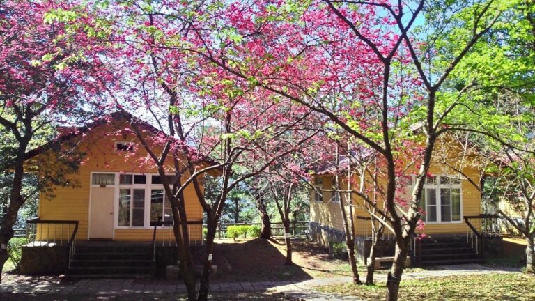 苗栗景點：鯉魚潭賞櫻攻略